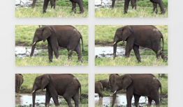 大象视频下载,轻松获取海量视频资源攻略